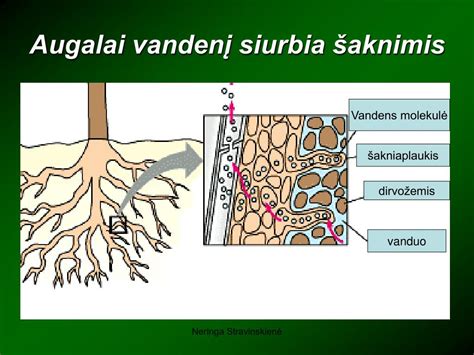 vanduo su kalciu augalams