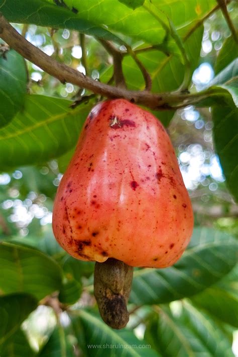 Gajus Kasijus Longinas