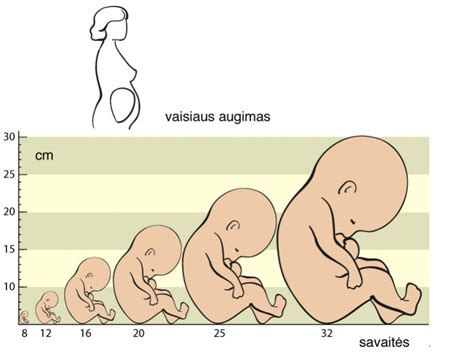 Schematinis vaisiaus vystymasis gimdoje