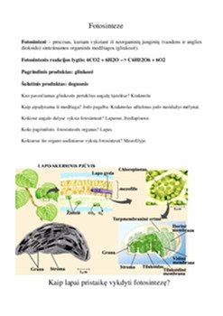 Schema apvaisinimo proceso