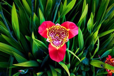 Vabzdžio apdulkinamas gėlės žiedas