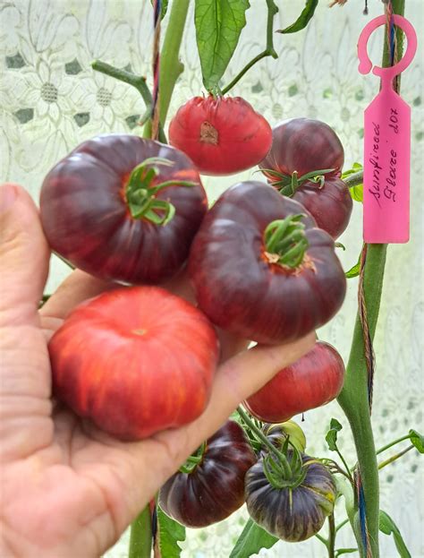 Augalas su vaisiais ir sėklomis