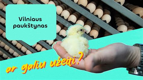Evoliucija: nuo pirmojo kiaušinio iki vištos