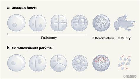 Vienaląstis organizmas Chromosphaera perkinsii ir jo daugialąstės struktūros
