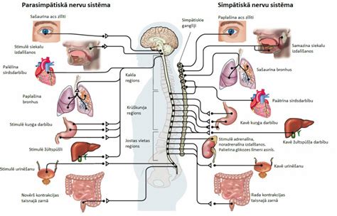 schema: nervų sistema