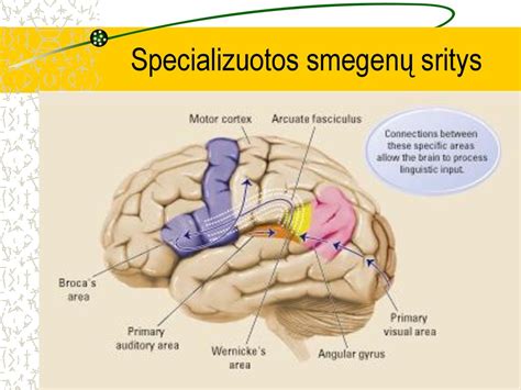 Žmogaus smegenų schema su genetiniais ir aplinkos poveikiais