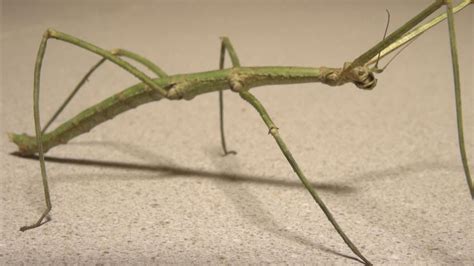 Gyvalazdės panašumas į šakelę