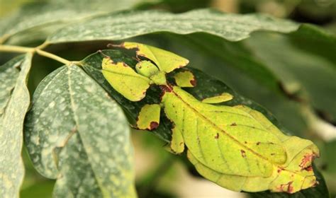 Gyvalazdžių maistas