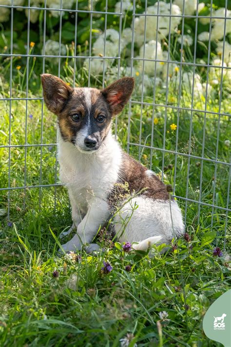 Gyvūnai, laukiantys paramos