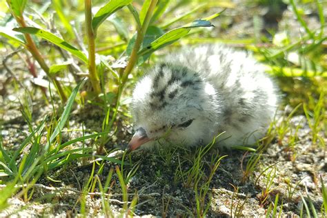 paukščiai ir gėlės gamtoje