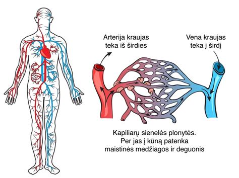 Placentos skerspjūvis su kraujagyslėmis