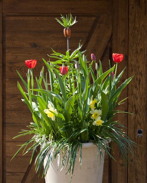 Svogūninių gėlių kompozicija Velykoms