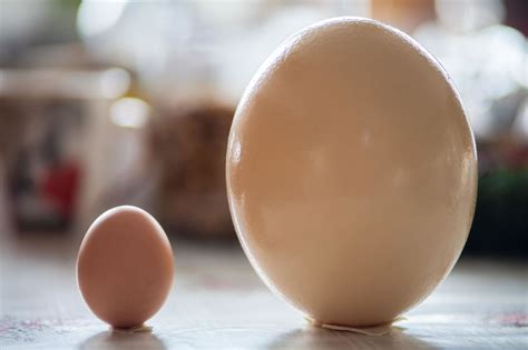 Stručio ir vištos kiaušinių palyginimas