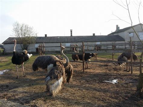 Stručių ferma Lietuvoje