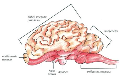 Kūdikio galvos anatomija ir smegenų pažeidimo schema