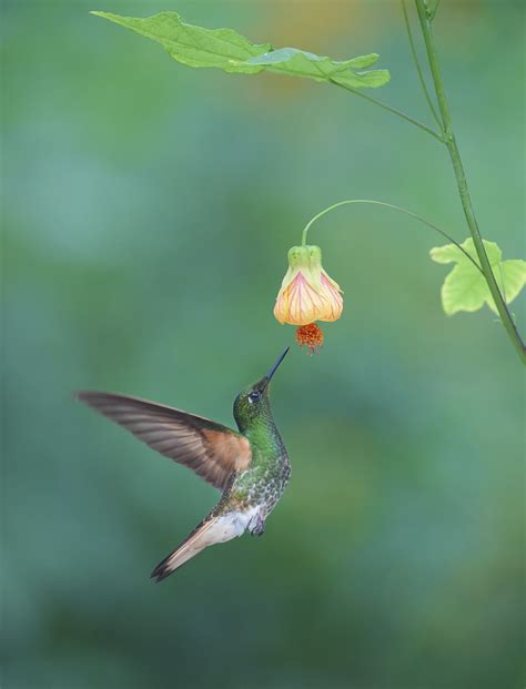 Kolibris siurbia nektarą iš gėlės