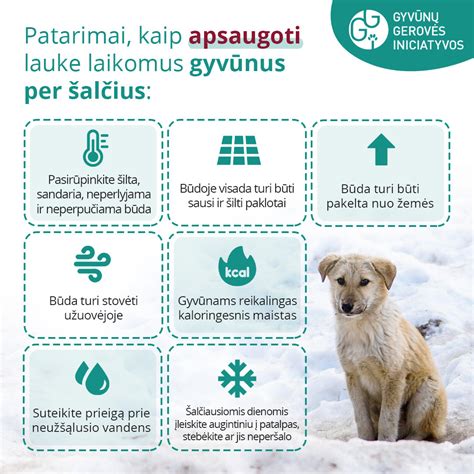 Gyvūnas šąla lauke