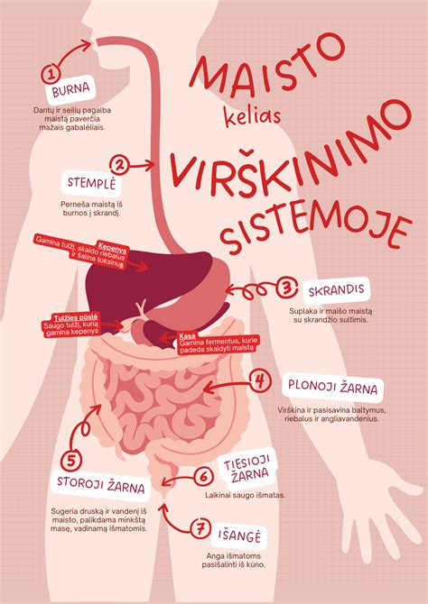 Virškinimo sistema ir jos veikla