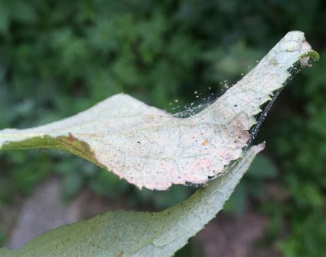 drugelių kiaušinėliai ant lapų