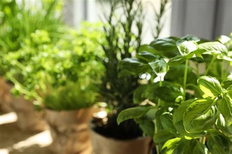 Žolelės, naudojamos po gimdymo priežiūrai