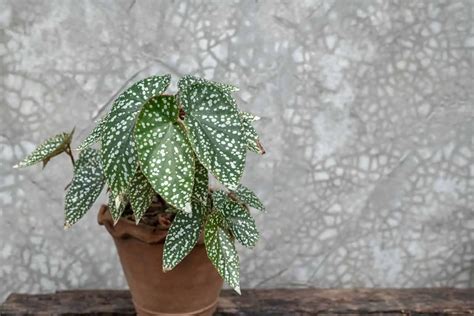 infografika, kaip apskaičiuoti gyvenimo kelio skaičių