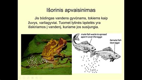 Vandenyje vykstantis varliagyvių išorinis apvaisinimas