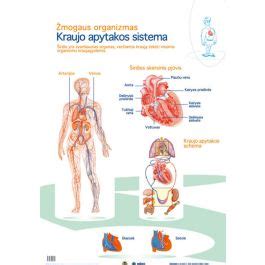 Varliagyvių kvėpavimo ir kraujotakos sistemos schema