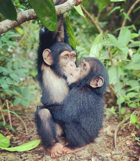 gyvunai prieglaudoje