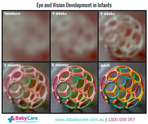 schema of infant vision development