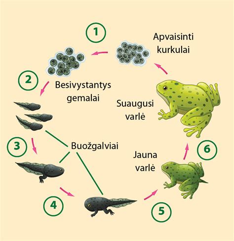 Varlės vystymosi ciklas