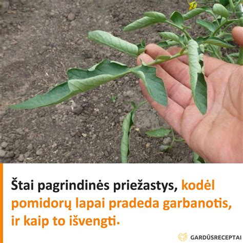 Pomidorų žiedų kritimo priežastys