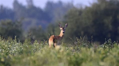 Ugniagesiai gelbėja stirną