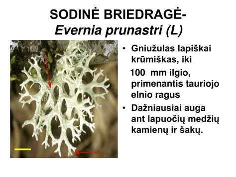 Vaizdas, iliustruojantis eukaliptų lapus ir kerpes