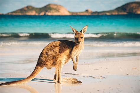 Australijos gamtovaizdis su kengūra