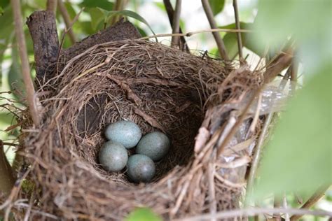 Gegutės kiaušinio palyginimas su kitų paukščių kiaušiniais
