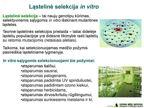 Ląstelių diferenciacija embriono vystymesi