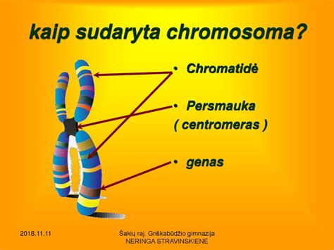Chromosomų poros