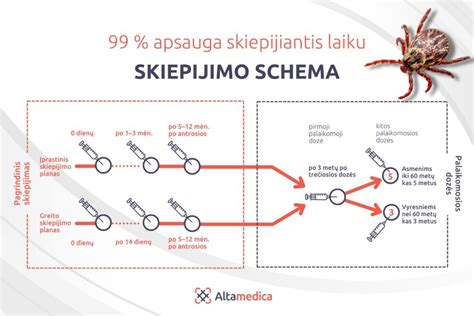Skiepų nuo vėjaraupių schema