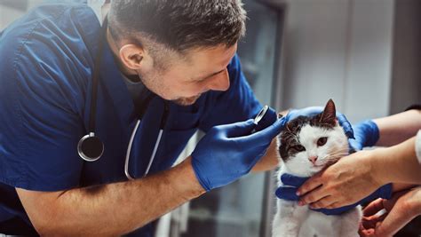 veterinaras apžiūri kumelę