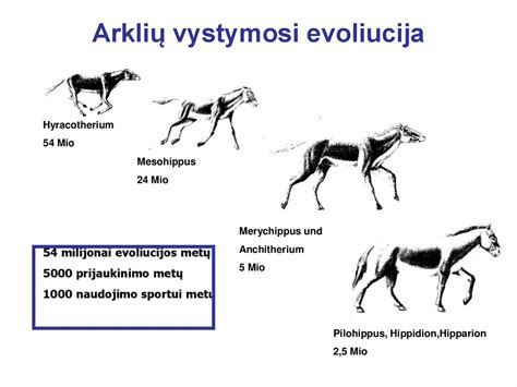 arklių evoliucija