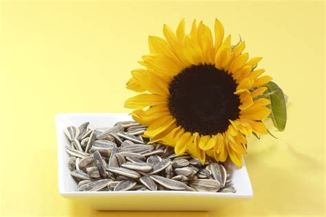 Saulėgrąžų aliejus ir sėklos