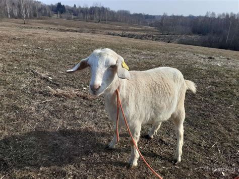 Ožka maitina kūdikį Dzeusą