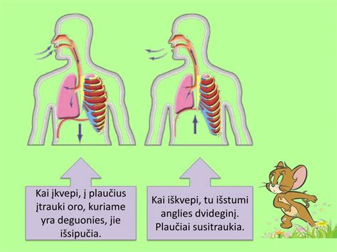Schema, kaip oras patenka į virškinimo traktą