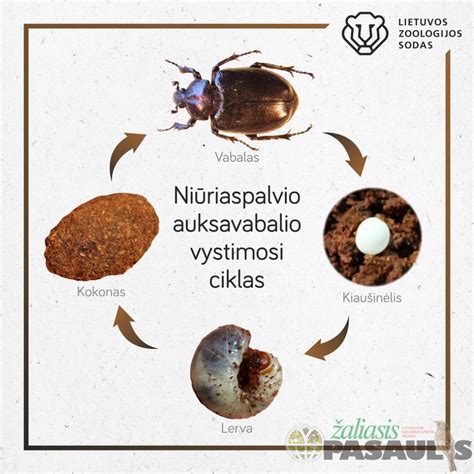 Schematinis varliagyvio vystymosi ciklas