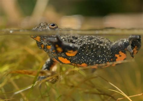 Raudonpilvės kūmutės buveinė