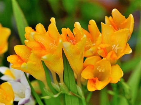 gėlės, ypač frezijos