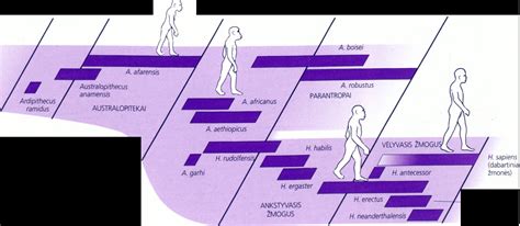 Žmogaus evoliucijos schema