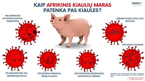 Schema su galimais kiaulių fermos infekcijos šaltiniais