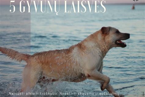 Penkios gyvūnų laisvės