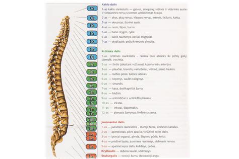 Schema: Biologiškai aktyvūs taškai žmogaus kūne